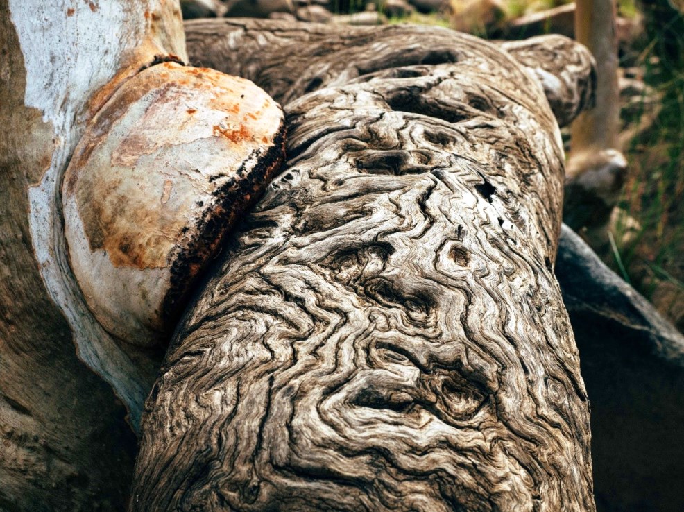 ECOLOGICAL