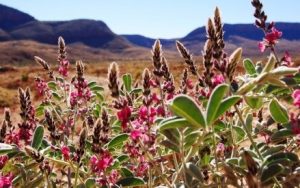 Flora of the Larapinta Trail