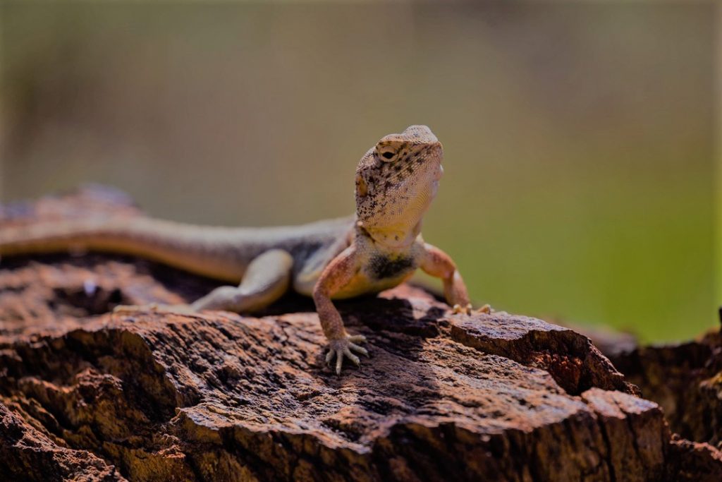 Larapinta Trail Lizard